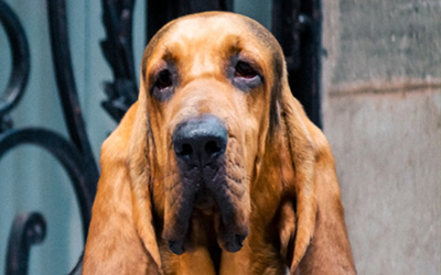 Bladhaund (Bloodhound)