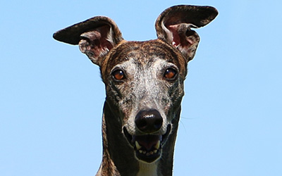 Anglický chrt grejhound (Greyhound)